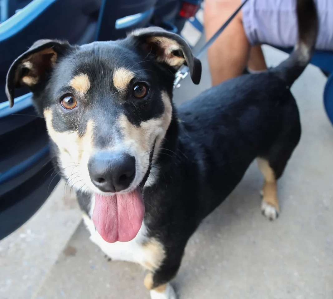 How many pets can I own in Delaware? It depends on where you live