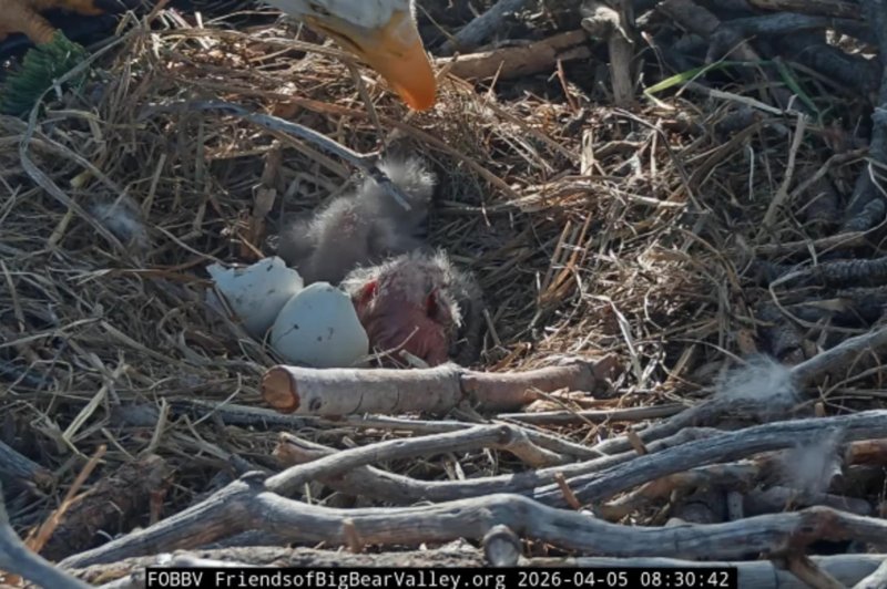 Big Bear bald eagles welcome two babies to the nest