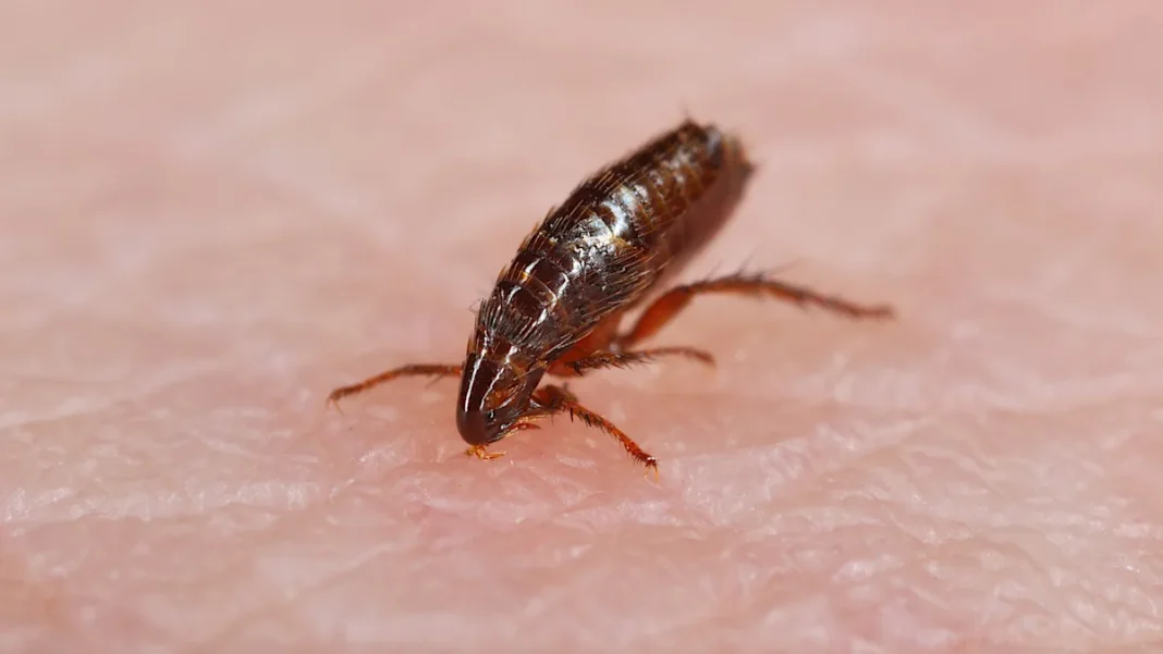 Health officials report record number of potentially fatal typhus cases: ‘Everyone is at risk’