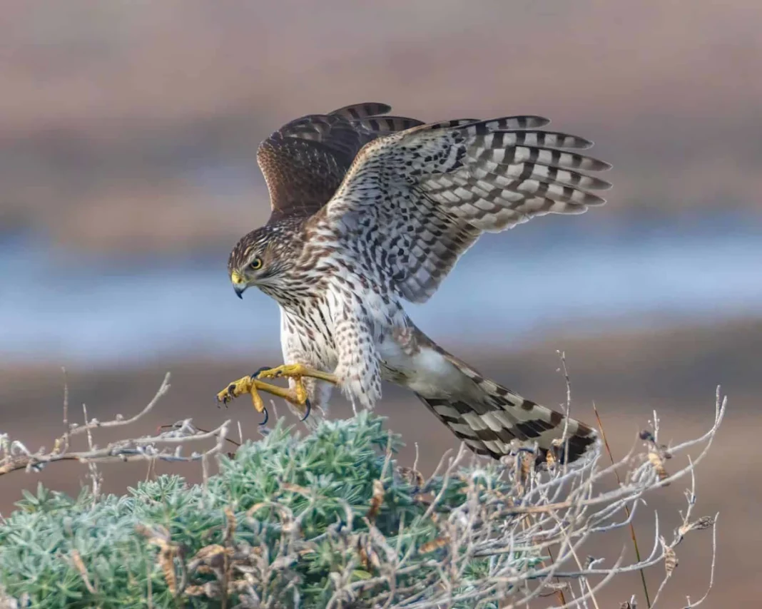 What Backyard Hawk Photos Reveal About the Birds They Hunt Most