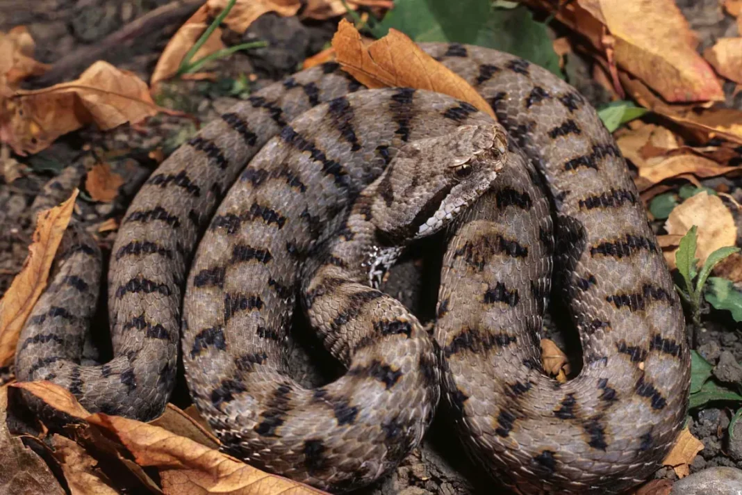 American Hiker in French Alps Airlifted to Hospital After Falling Unconscious Due to Severe Reaction from Snake Bite
