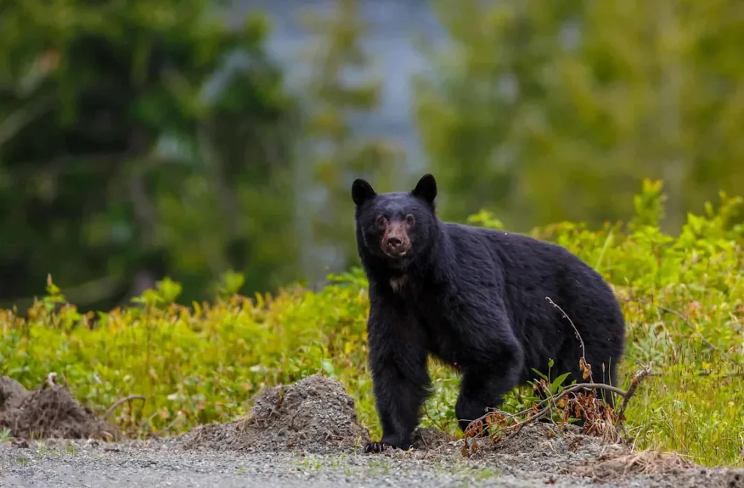The Growing Black Bear Population Spreading Across New Hampshire Forests
