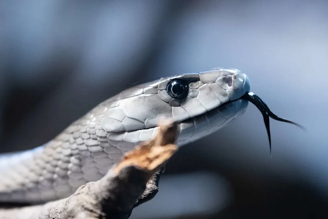 A Man Has Let Hundreds of Venomous Snakes Bite Him on Purpose, Now His Blood Is Being Used for Lifesaving Treatments