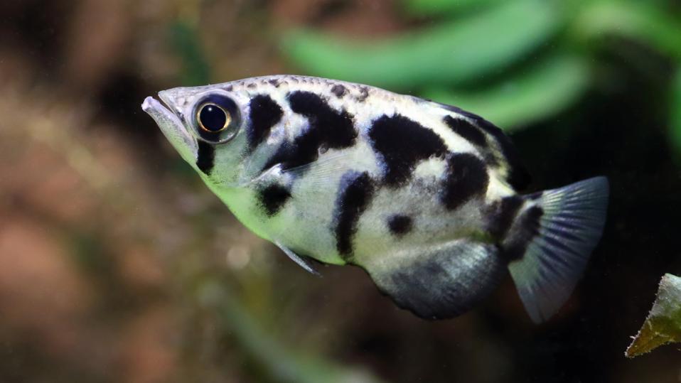 Their Aim Rivals Human Throwing